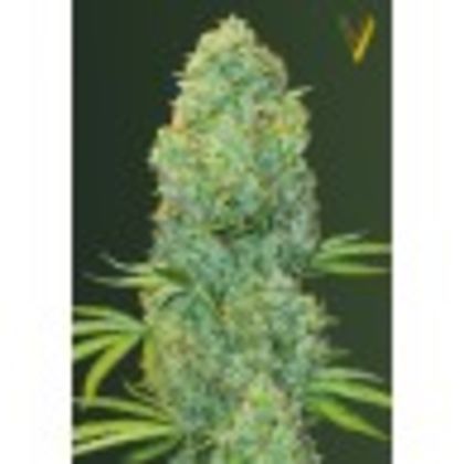 Featured Image of Amnesia Haze