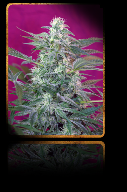 Featured Image of Big Foot