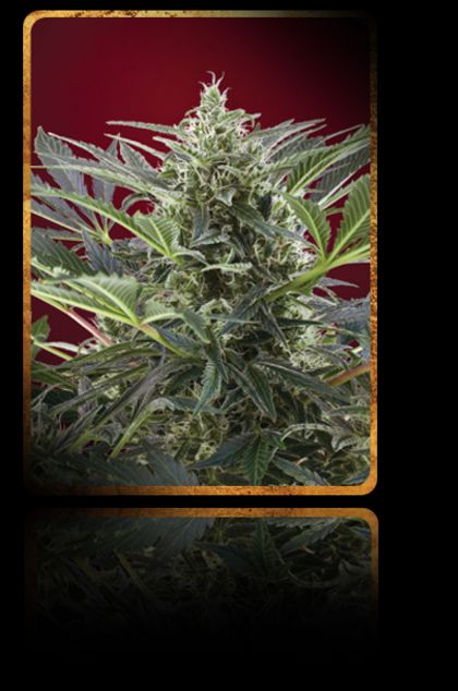 Featured Image of Cream 47
