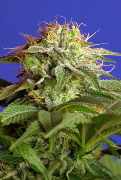 Featured Image of Green Poison