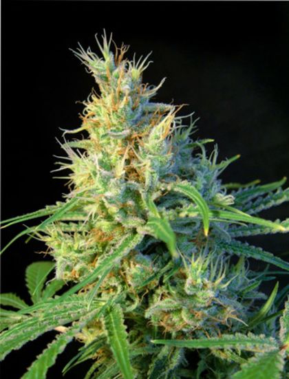 Featured Image of Psicodelicia