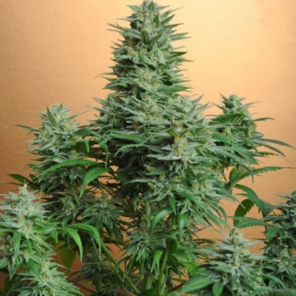 Featured Image of Papaya