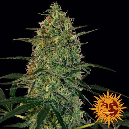 Featured Image of Malana Bomb Auto