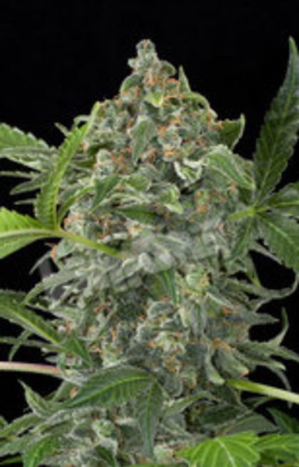 Featured Image of White Cheese Automatic