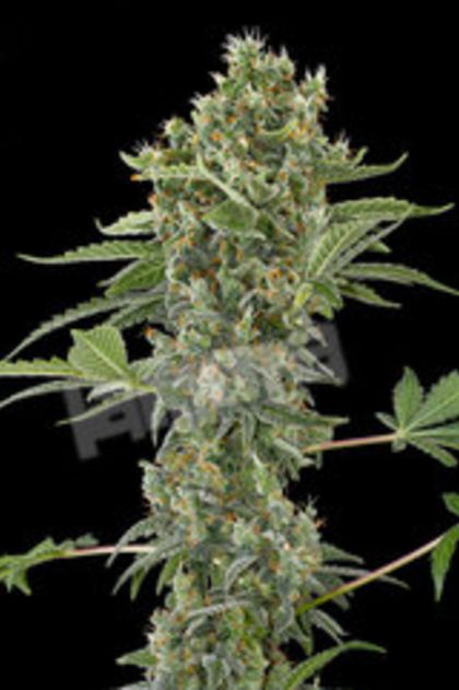Featured Image of Moby Dick Automatic