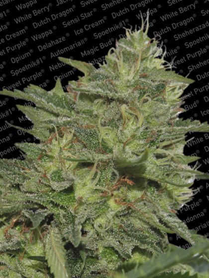 Featured Image of Original Cheese (Ibl)