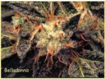 Featured Image of Bella Donna