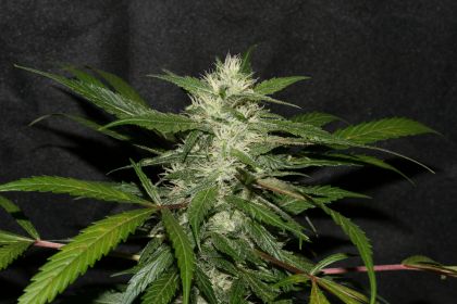 Featured Image of Sweet Chunk Bx1