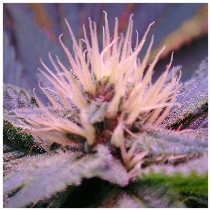Featured Image of Auto Blue Mystic