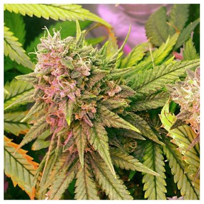 Featured Image of Auto Bubblelicious