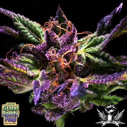Featured Image of Grand Daddy Purple
