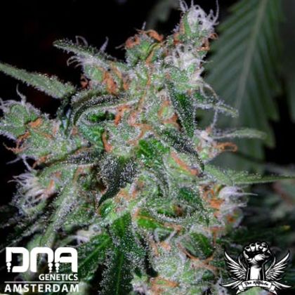 Featured Image of 60 Day Lemon Auto-Flowering