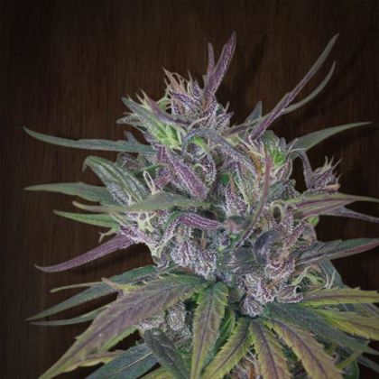 Featured Image of Oldtimer'S Haze