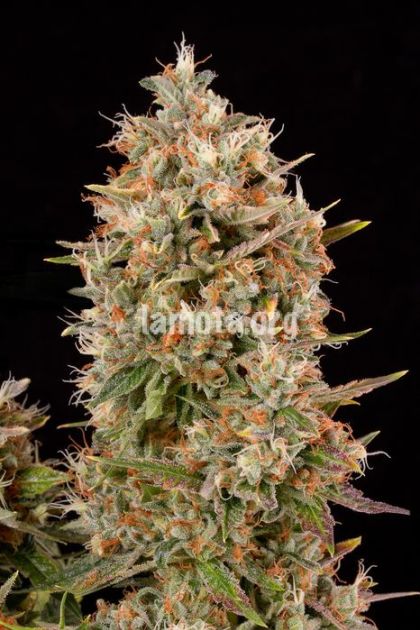 Featured Image of Dinachem