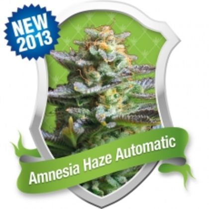 Featured Image of Amnesia Haze Automatic