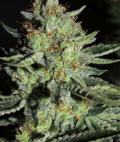 Featured Image of Sour Diesel