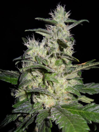 Featured Image of Azure Haze