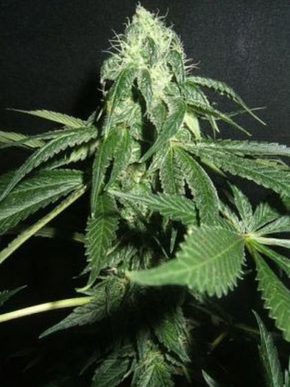 Featured Image of True Blueberry