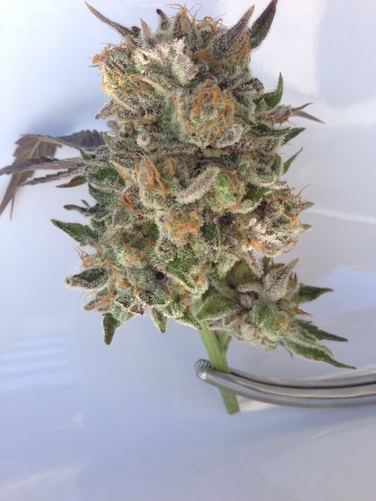 Featured Image of Phantom Cookies