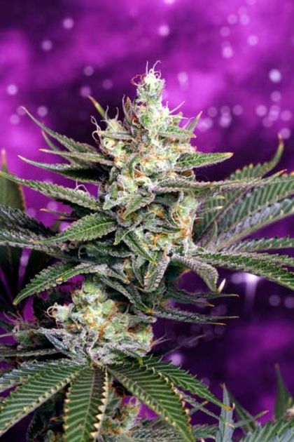 Featured Image of Space Dawg