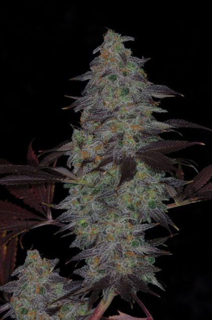 Featured Image of Timewreck