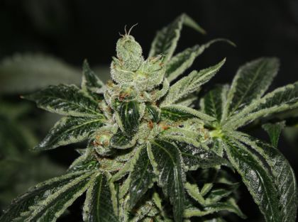 Featured Image of Dark Star