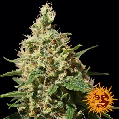 Featured Image of Peppermint Kush