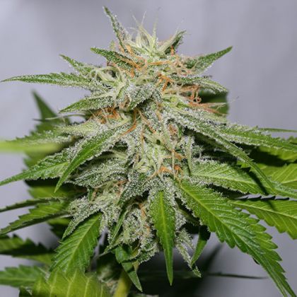 Featured Image of Victory Kush