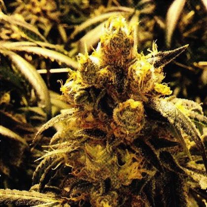 Featured Image of Grand Daddy Purple Bay Dream