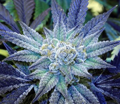 Featured Image of Night Terror Og