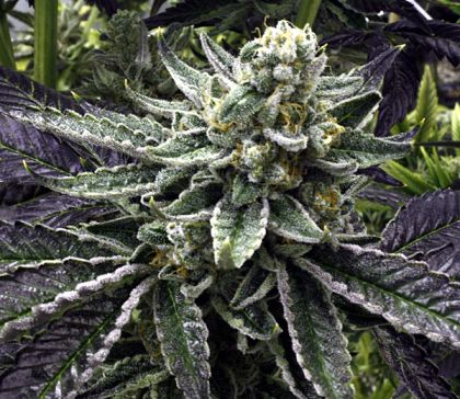Featured Image of Commerce City Kush