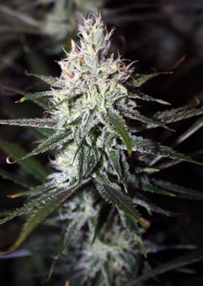 Featured Image of Moonshine Haze