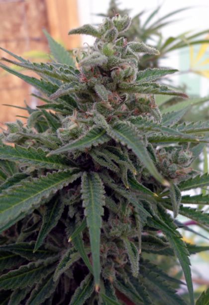 Featured Image of Flo Og