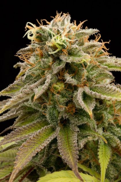 Featured Image of Lemon Thai Kush