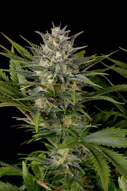 Featured Image of Pineapple Skunk
