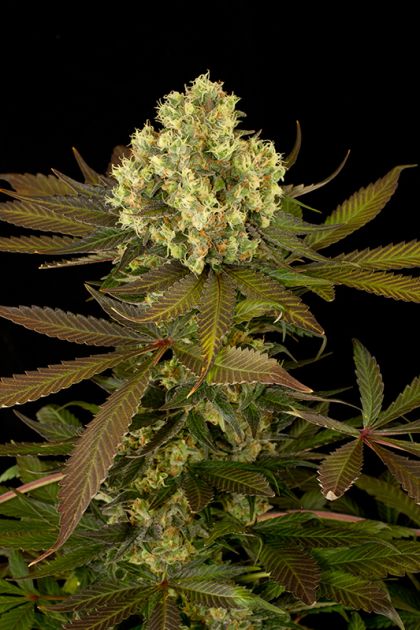 Featured Image of Sour Blueberry