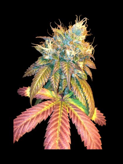 Featured Image of Sour Secret