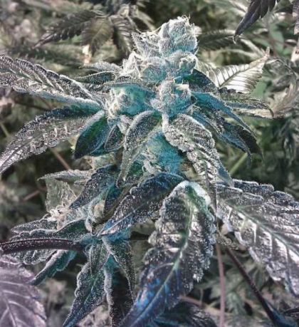 Featured Image of Girl Scout Cookies