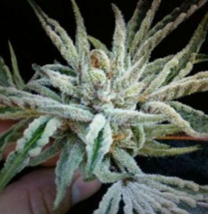 Featured Image of Buddha Tahoe Og