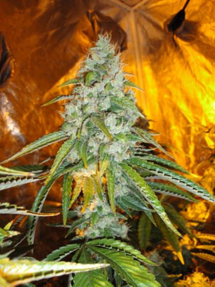 Featured Image of Original Sour Diesel