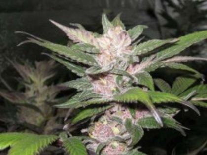 Featured Image of Purple Chem