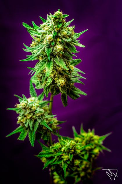 Featured Image of Micky Kush