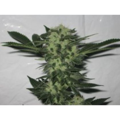 Featured Image of 818 Headband Aka Sour Og