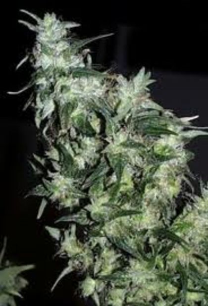 Featured Image of Afghani Special