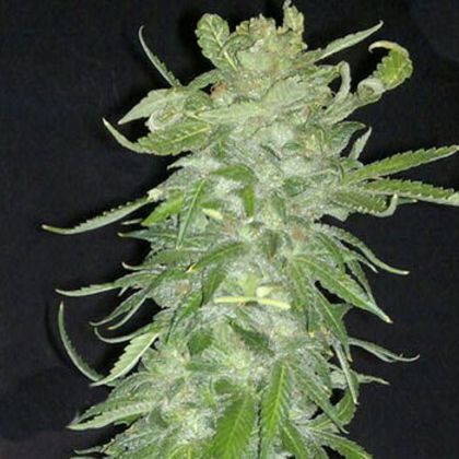 Featured Image of Cristal Paradise