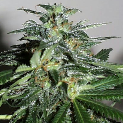 Featured Image of Cyber Cristal