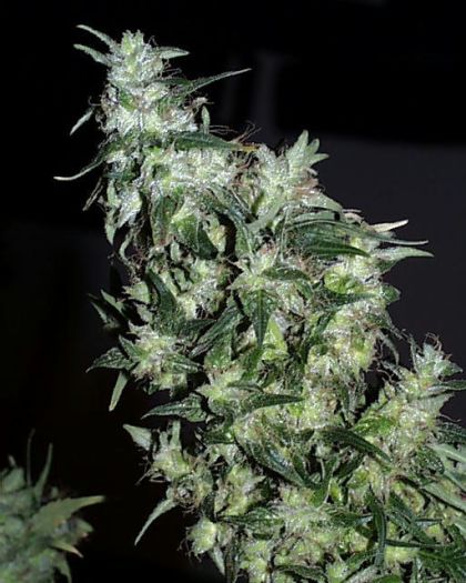 Featured Image of Haze Special