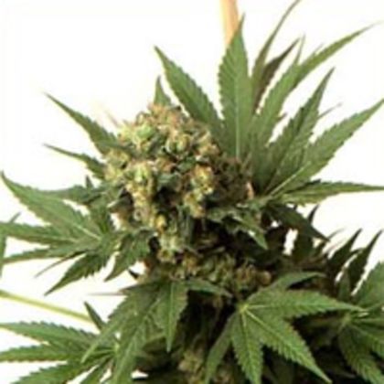 Featured Image of Kc 33