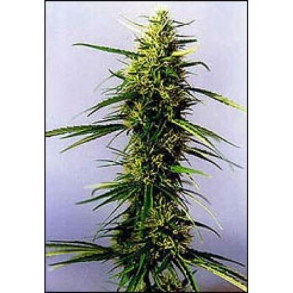 Featured Image of Kc 36