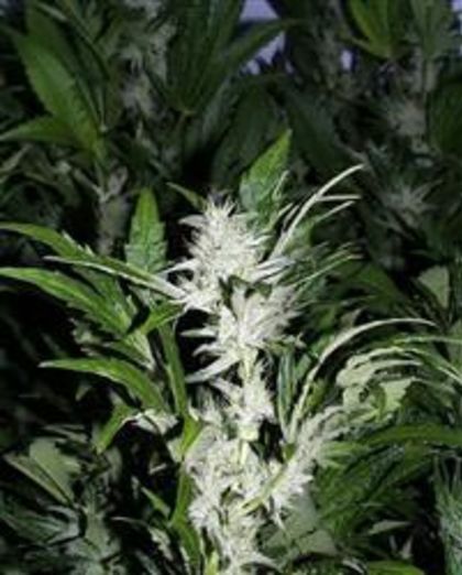 Featured Image of Kc 39